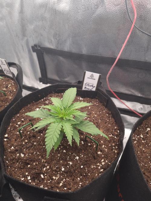 Sticky Broccoly Eternity Grow Cup2026. Week 2 - D21