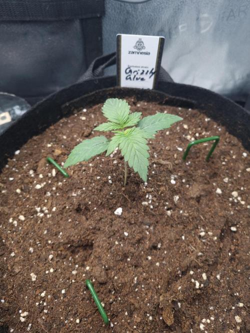 Grizzly Glue By Zamnesia. Week 2 - D15