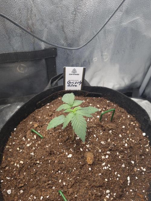 Grizzly Glue By Zamnesia. Week 2 - D17
