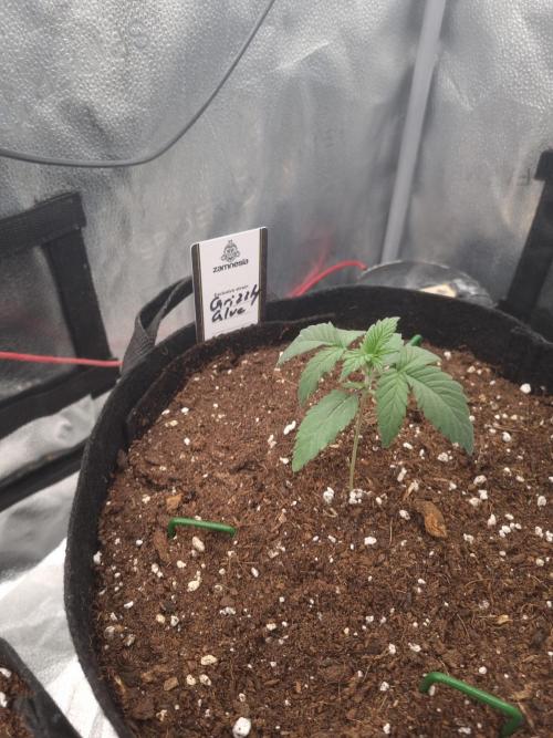 Grizzly Glue By Zamnesia. Week 2 - D18