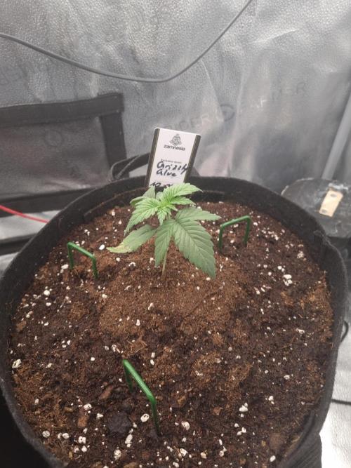 Grizzly Glue By Zamnesia. Week 2 - D19