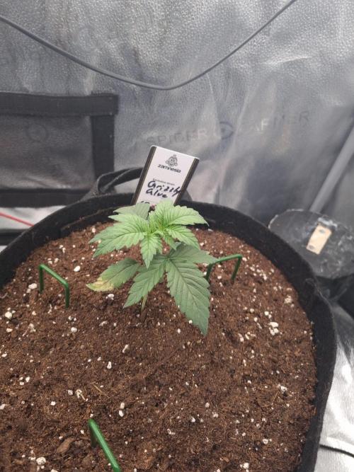 Grizzly Glue By Zamnesia. Week 2 - D20