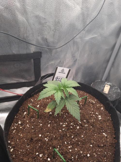 Grizzly Glue By Zamnesia. Week 2 - D21
