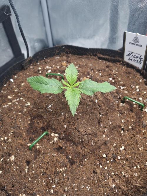 Nicole Kush by Garden of Green. Week 2 - D15