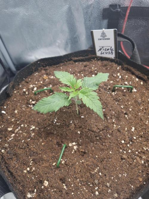 Nicole Kush by Garden of Green. Week 2 - D16