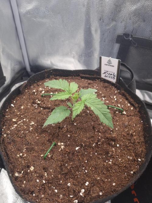 Nicole Kush by Garden of Green. Week 2 - D18