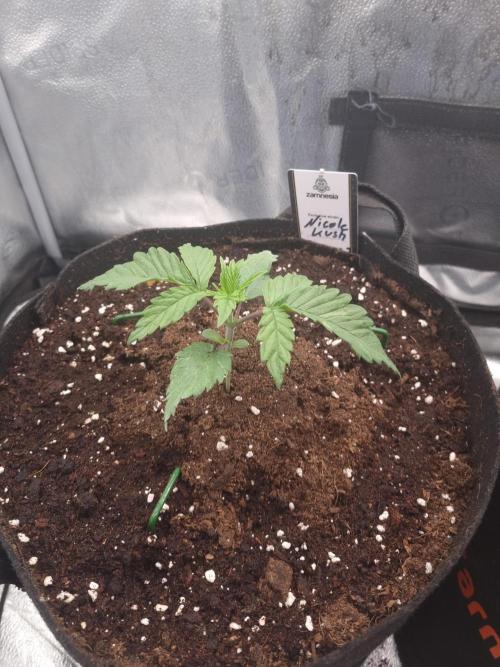 Nicole Kush by Garden of Green. Week 2 - D19