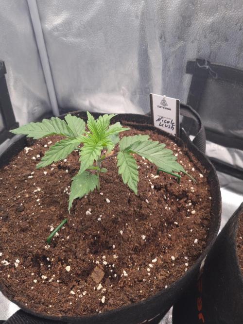 Nicole Kush by Garden of Green. Week 2 - D20