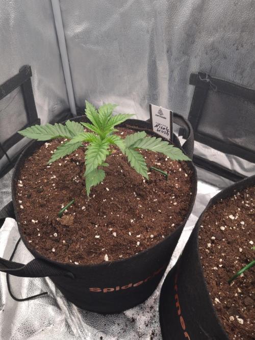 Nicole Kush by Garden of Green. Week 2 - D21