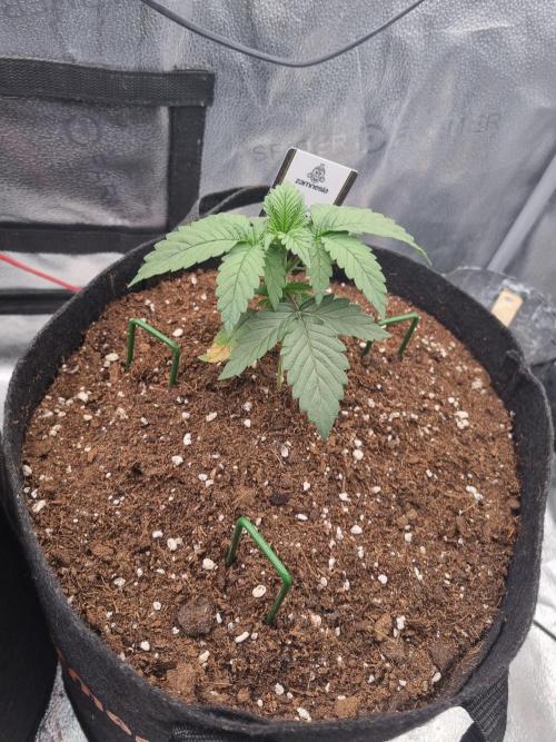 Grizzly Glue By Zamnesia. Week 3 - D22