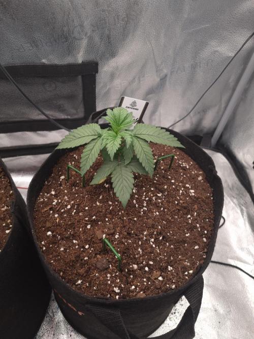 Grizzly Glue By Zamnesia. Week 3 - D23