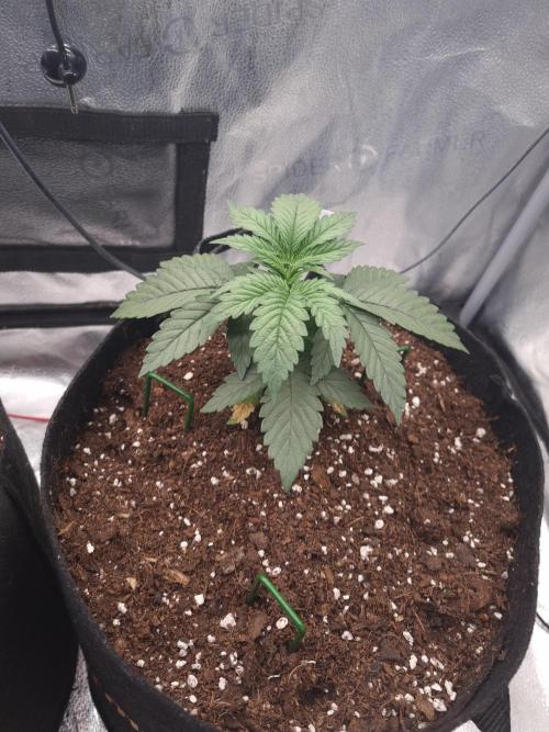 Grizzly Glue By Zamnesia. Week 3 - D24