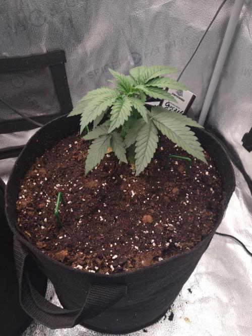 Grizzly Glue By Zamnesia. Week 3 - D25