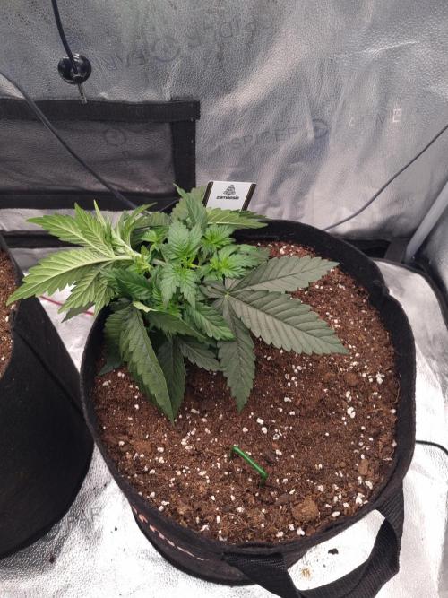 Grizzly Glue By Zamnesia. Week 3 - D28