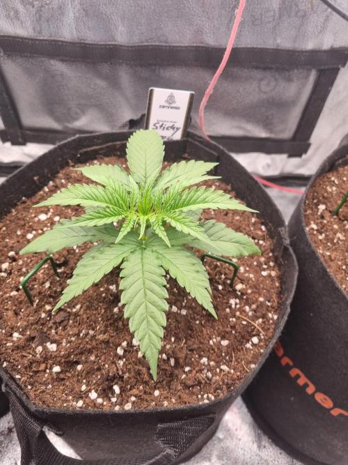 Sticky Broccoly Eternity Grow Cup2026. Week 3 - D22