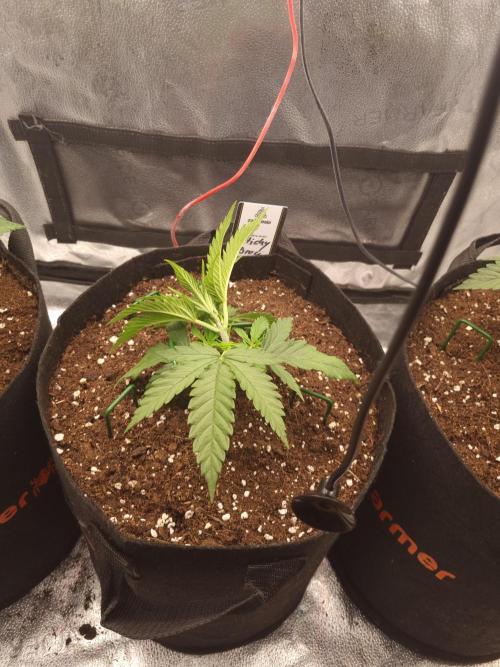 Sticky Broccoly Eternity Grow Cup2026. Week 3 - D23