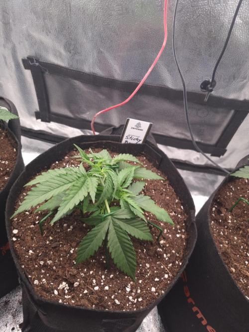 Sticky Broccoly Eternity Grow Cup2026. Week 3 - D24