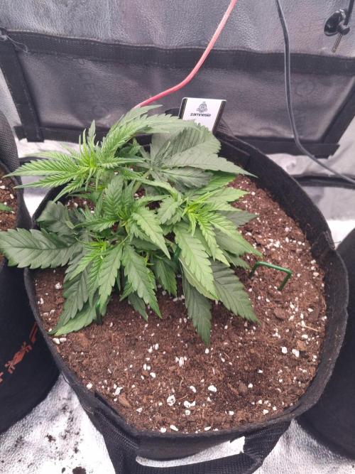 Sticky Broccoly Eternity Grow Cup2026. Week 3 - D27