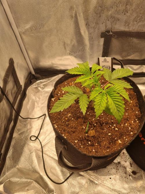 Nicole Kush by Garden of Green. Week 3 - D22