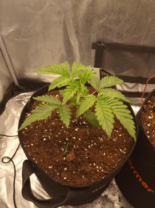 Nicole Kush by Garden of Green. Week 3 - D23