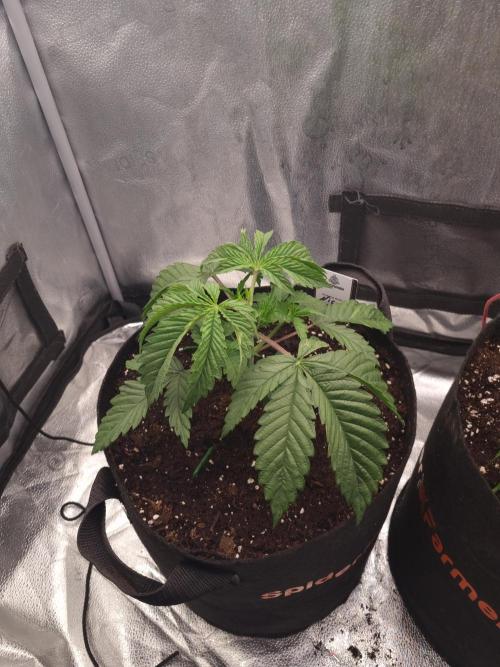 Nicole Kush by Garden of Green. Week 3 - D25