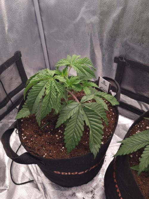 Nicole Kush by Garden of Green. Week 3 - D26