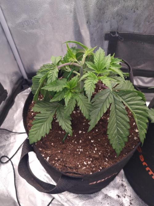 Nicole Kush by Garden of Green. Week 3 - D27