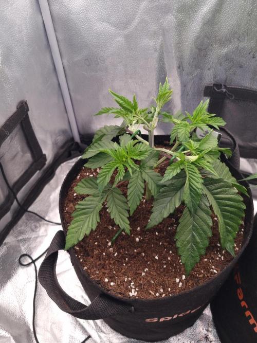 Nicole Kush by Garden of Green. Week 3 - D28