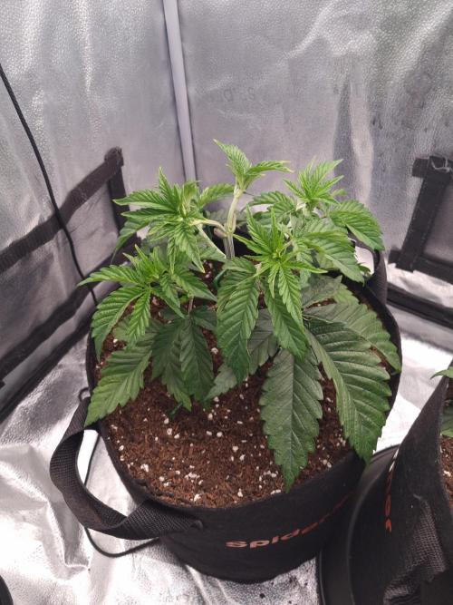 Nicole Kush by Garden of Green. Week 4 - D29