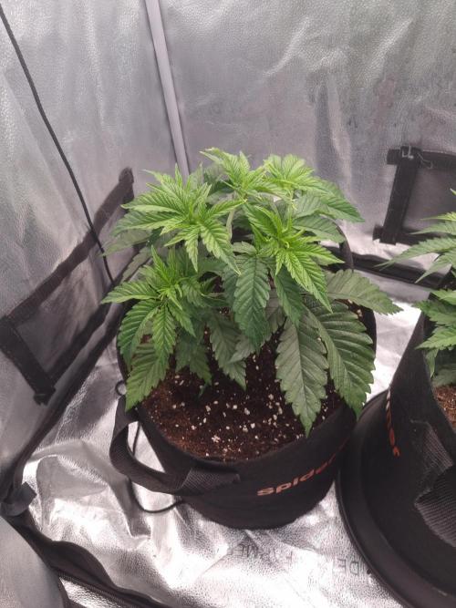 Nicole Kush by Garden of Green. Week 4 - D30