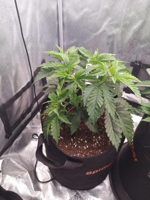 Nicole Kush by Garden of Green. Week 4 - D31