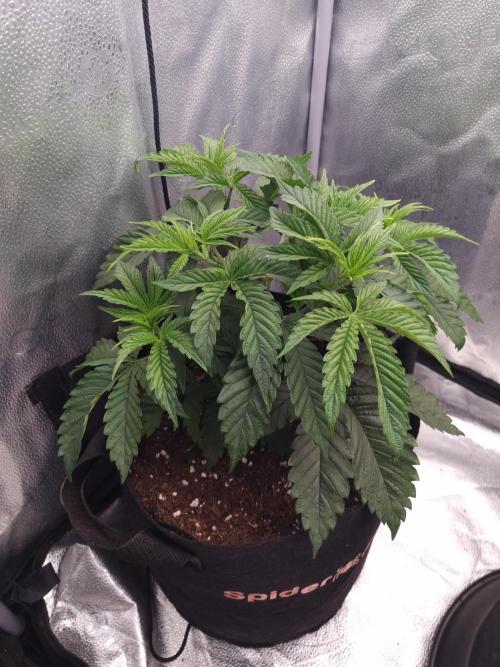 Nicole Kush by Garden of Green. Week 4 - D32