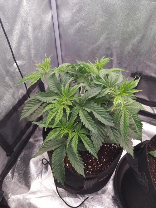 Nicole Kush by Garden of Green. Week 4 - D33