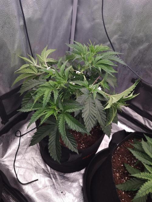 Nicole Kush by Garden of Green. Week 4 - D34