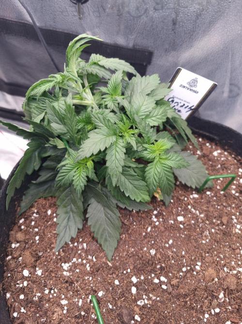 Grizzly Glue By Zamnesia. Week 4 - D29