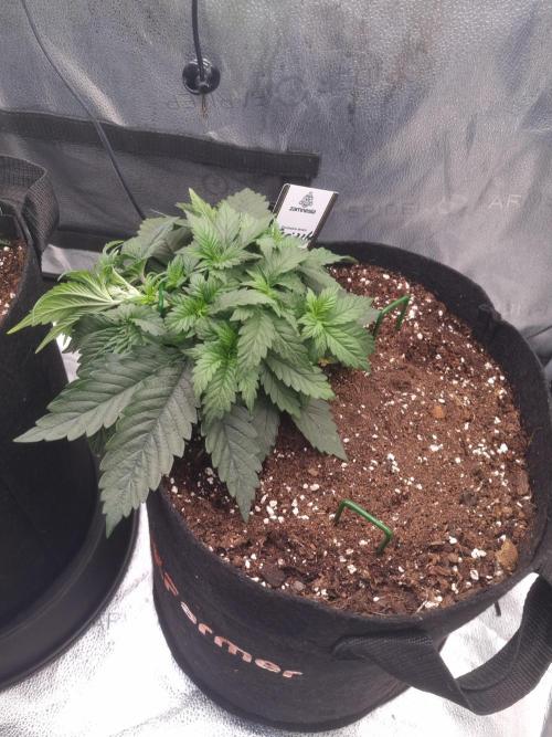 Grizzly Glue By Zamnesia. Week 4 - D30