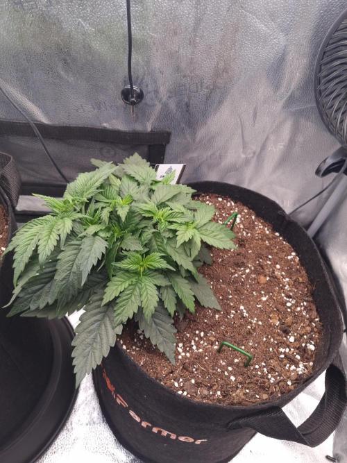 Grizzly Glue By Zamnesia. Week 4 - D31