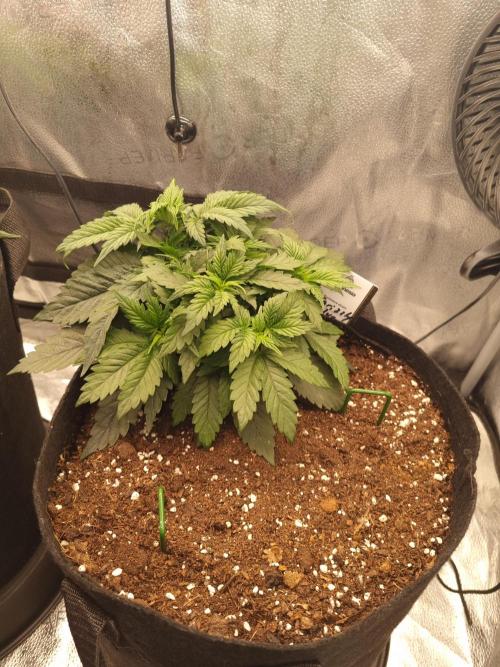 Grizzly Glue By Zamnesia. Week 4 - D32