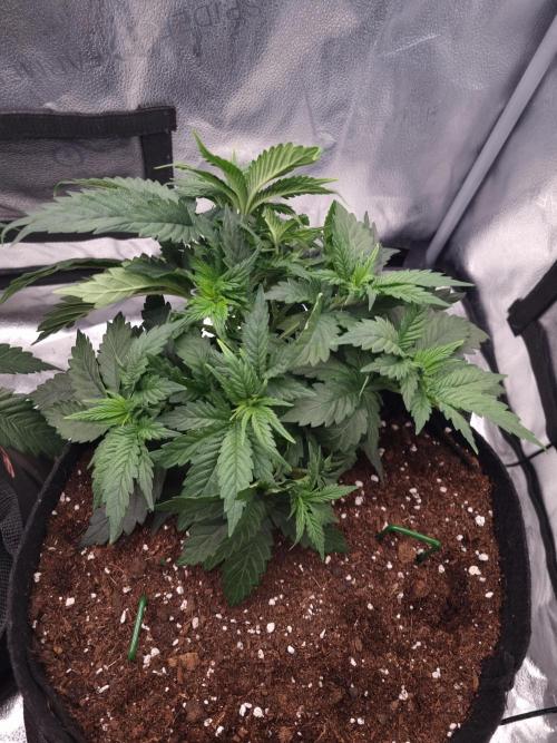 Grizzly Glue By Zamnesia. Week 4 - D34