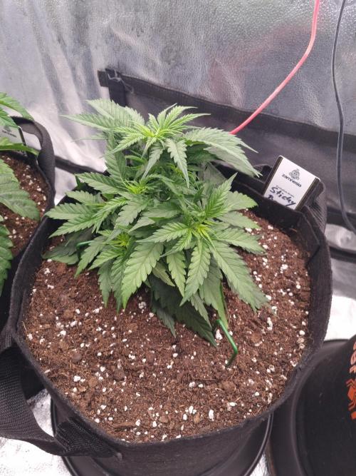 Sticky Broccoly Eternity Grow Cup2026. Week 4 - D29