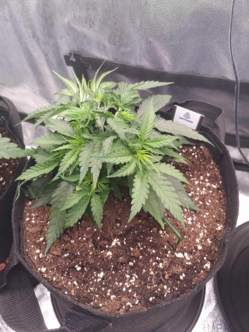 Sticky Broccoly Eternity Grow Cup2026. Week 4 - D30