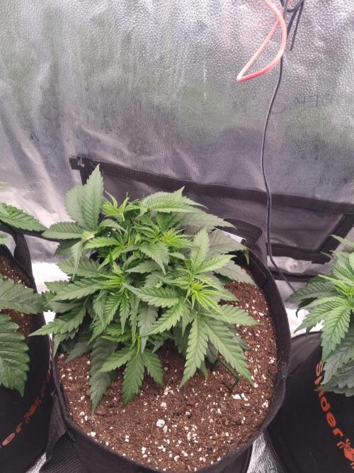 Sticky Broccoly Eternity Grow Cup2026. Week 4 - D31