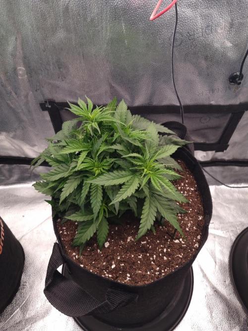 Sticky Broccoly Eternity Grow Cup2026. Week 4 - D32