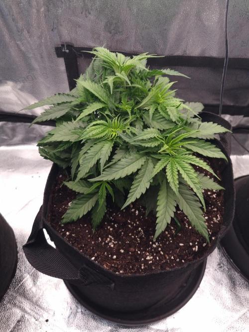 Sticky Broccoly Eternity Grow Cup2026. Week 4 - D33