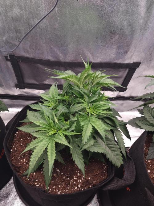 Sticky Broccoly Eternity Grow Cup2026. Week 4 - D34