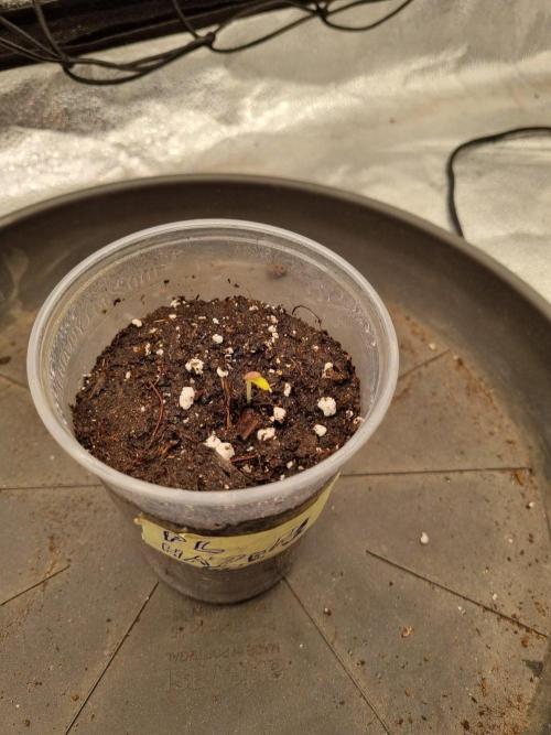 A New Generation Of Haze?!. Week 1 - Day3