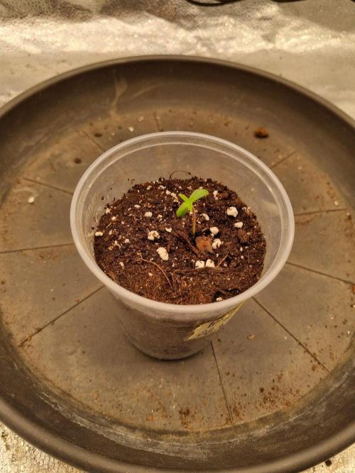 A New Generation Of Haze?!. Week 1 - Day4