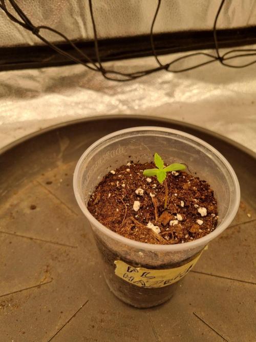 A New Generation Of Haze?!. Week 1 - Day5