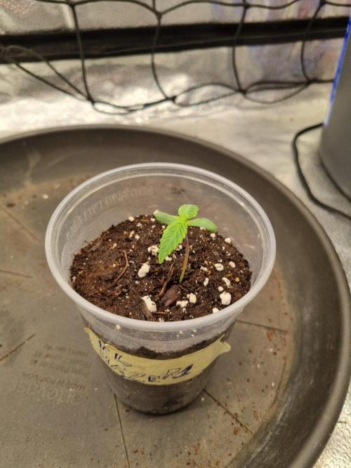 A New Generation Of Haze?!. Week 1 - Day6