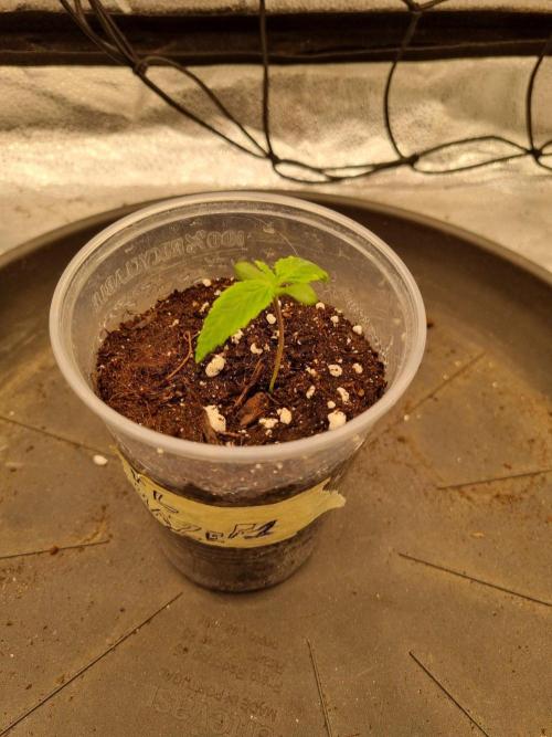 A New Generation Of Haze?!. Week 1 - Day7